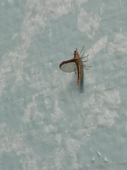 Callibaetis floridanus