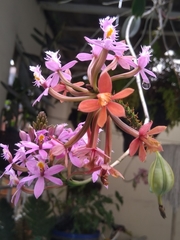 Epidendrum
