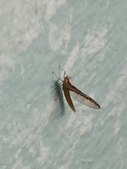 Callibaetis floridanus