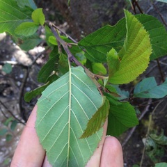 Alnus acuminata glabrata
