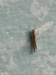 Callibaetis floridanus