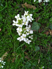 Arabis procurrens