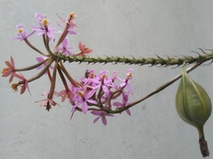 Epidendrum