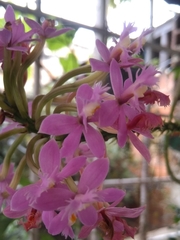 Epidendrum