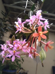 Epidendrum