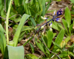 Bellevalia trifoliata