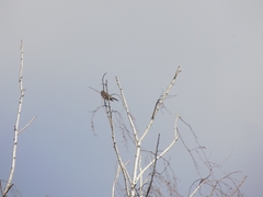 Turdus pilaris