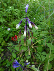 Bellevalia trifoliata