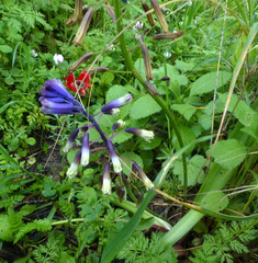 Bellevalia trifoliata