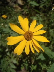 Viguiera pazensis