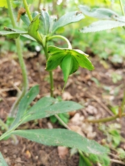 Helleborastrum
