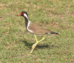 Vanellus indicus