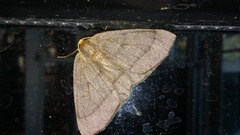 Lambdina pellucidaria