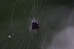 Gasteracantha curvispina