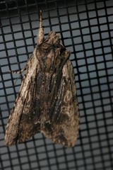 Lithophane hemina