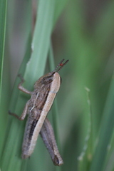 Praxibulus laminatus