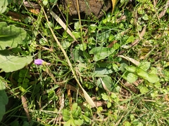 Viola inconspicua