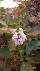 Pitraea cuneato-ovata