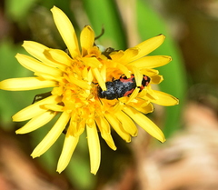 Acmaeodera ottomana