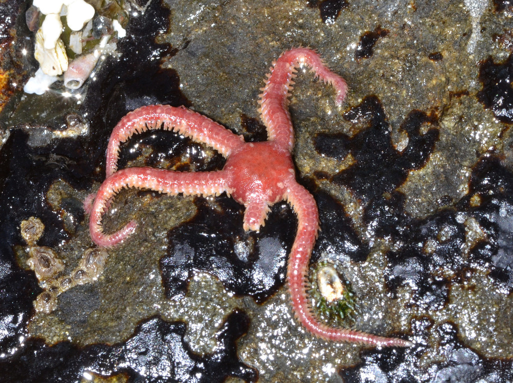 Daisy Brittle Star
