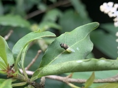 Oplodontha rubrithorax