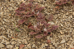 Pelargonium nanum