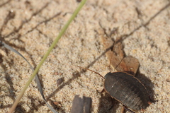 Polyzosteria limbata