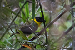 Ploceus nelicourvi