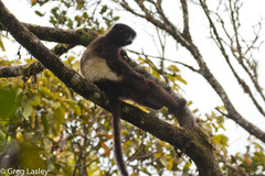 Propithecus edwardsi