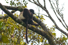 Propithecus edwardsi