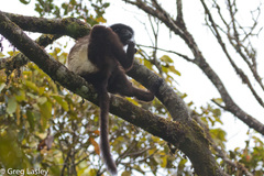 Propithecus edwardsi