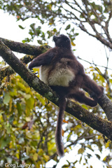 Propithecus edwardsi