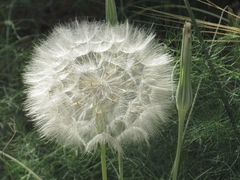 Tragopogon coelesyriacus