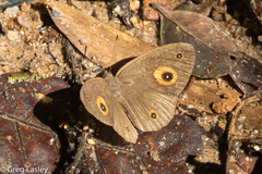 Heteropsis subsimilis