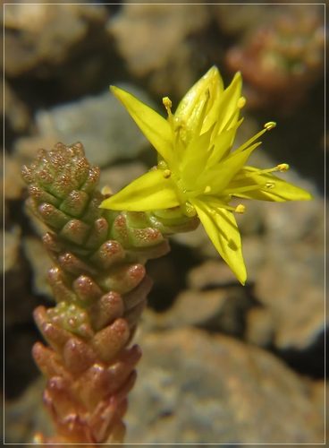 Aitrusis šilokas nuotrauka