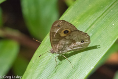 Heteropsis subsimilis