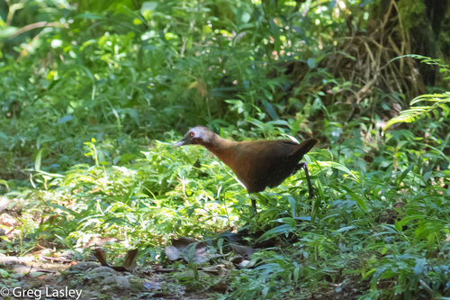 Madagascar Forest Rail