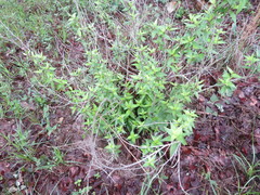 Anisacanthus quadrifidus wrightii