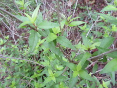 Anisacanthus quadrifidus wrightii