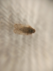Tachycixius pilosus