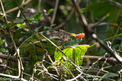 Calumma oshaughnessyi