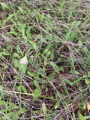 Funastrum cynanchoides