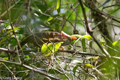 Calumma oshaughnessyi