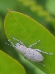 Artipus floridanus