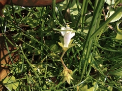 Mazus pumilus