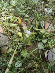 Mazus pumilus
