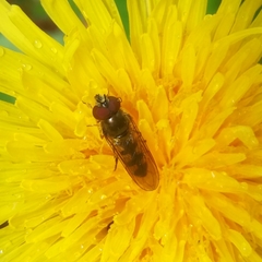Platycheirus tarsalis