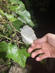 Vitis kelungensis