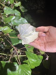 Vitis kelungensis