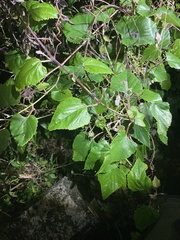 Vitis kelungensis